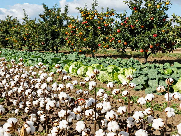 Grain, cotton, and vegetables